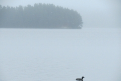 Loon and Misty Background on Big Trout Lake, Algonquin Park