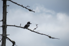 Bird on Ink Lake Wetland, Algonquin Park