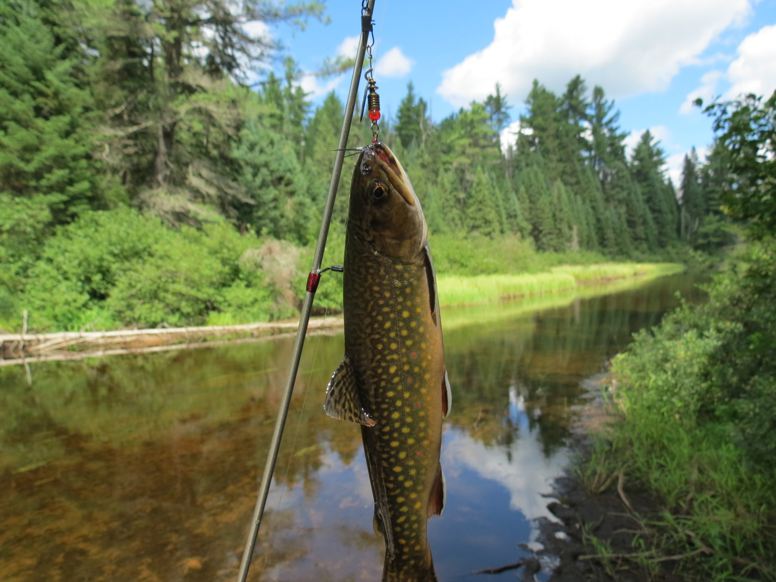 Algonquin Speckled Trout