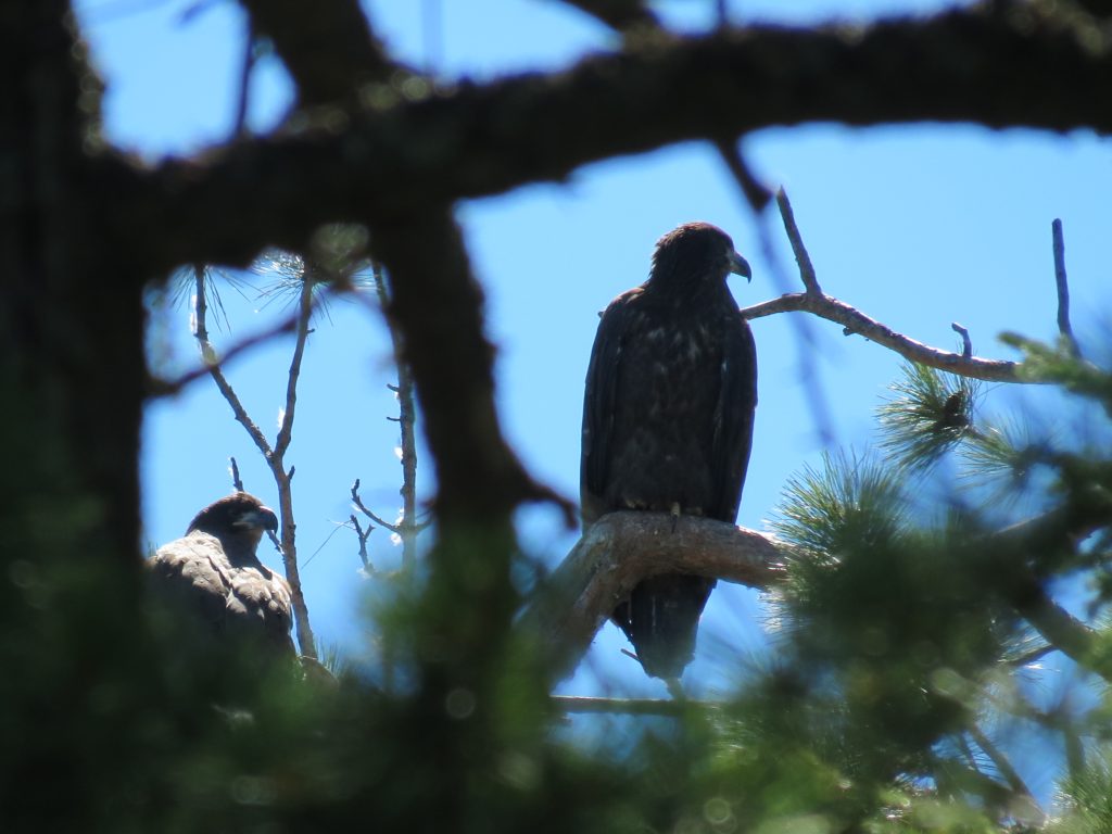 Lake Lavieille Crow